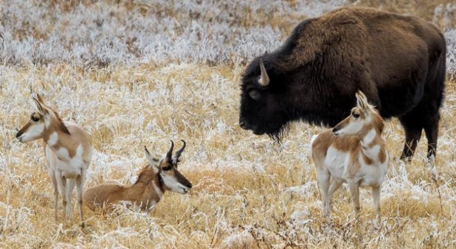 Pronghorn