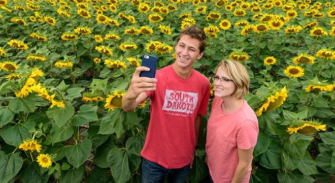 Sunflowers
