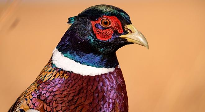 Ring-Necked Pheasant