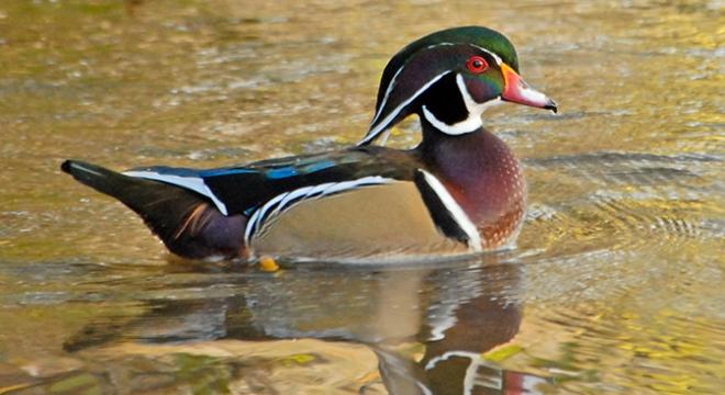Waterfowl