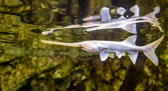 Paddlefish