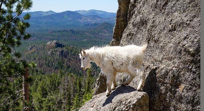 Mountain Goats