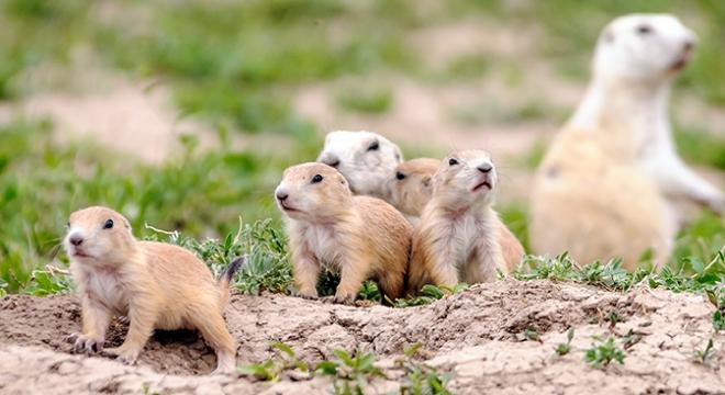 Prairie Dogs