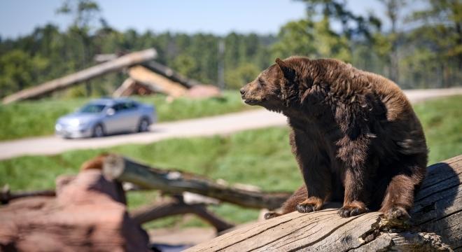 Visit Bear Country USA in Rapid City.
