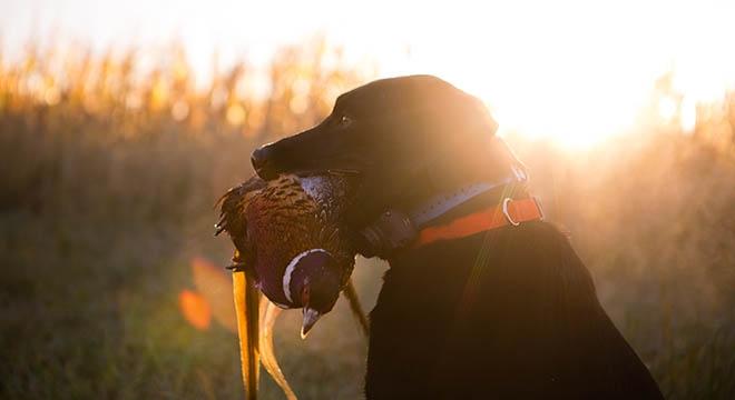 Black lab holding a pheasant in its mouth