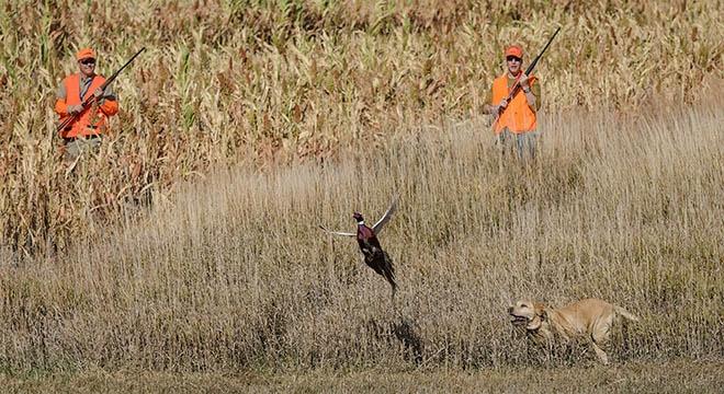 Yellow lab chasing a pheasant with two hunters behind in the field