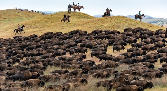 Custer State Park Buffalo Roundup