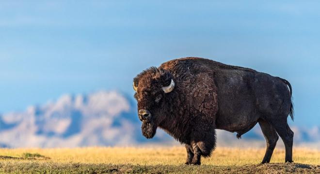 Buffalo in Badlands