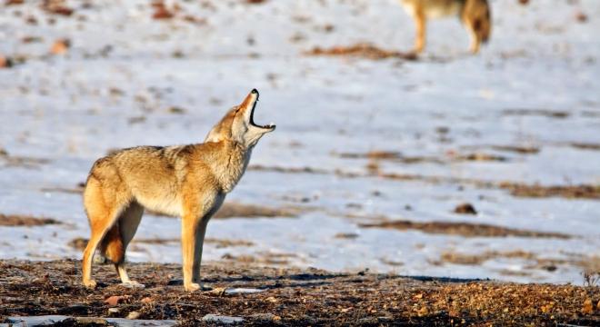 Coyote howling