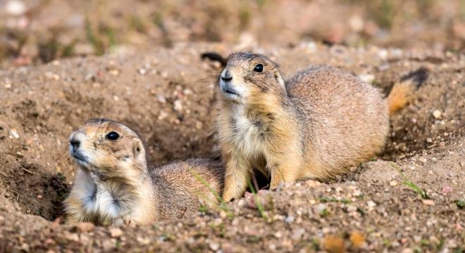 Prairie dogs