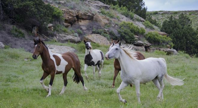 Wild Horses