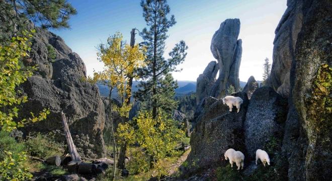 Mountain Goats