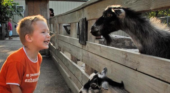 Child and goat at zoo