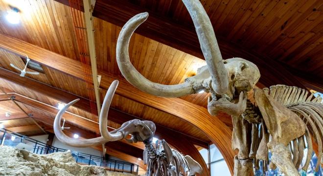 Two mammoth skeletons with long, curving tusks are displayed at The Mammoth Site in Hot Springs, South Dakota.